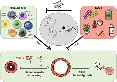 Frontiers | Immune Cells In The Uterine Remodeling: Are They The Target ...